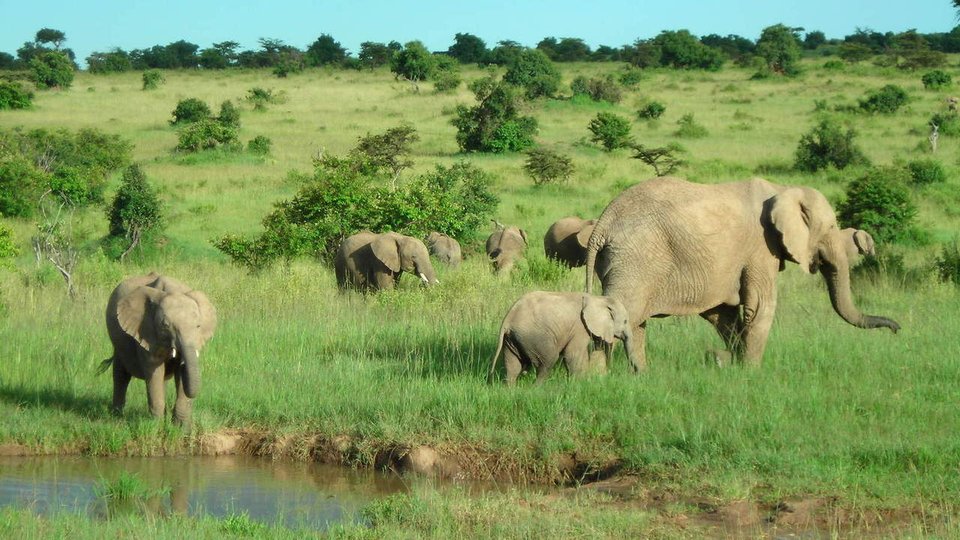 wild-elephants-masai-mara-kenya-1365849-1280&#215;960