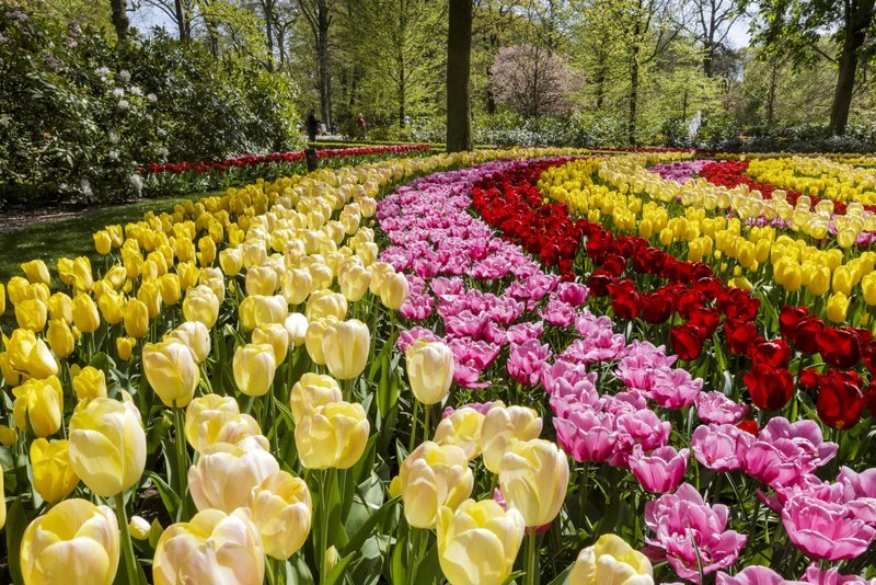 Ki a virágot szereti…. – holland tulipántúrák