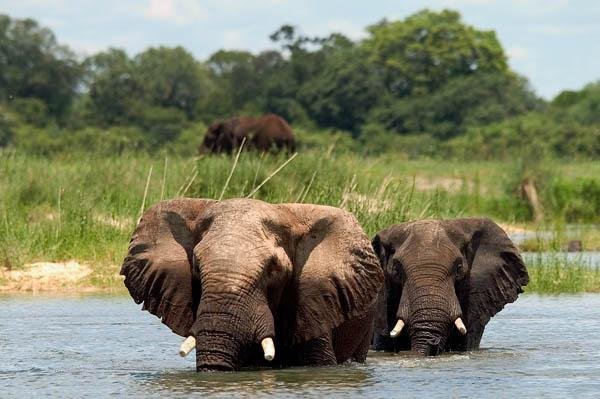 Zambia